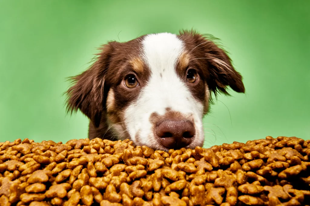 best dry food for dogs
