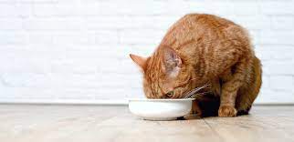 cat food for sensitive stomachs
