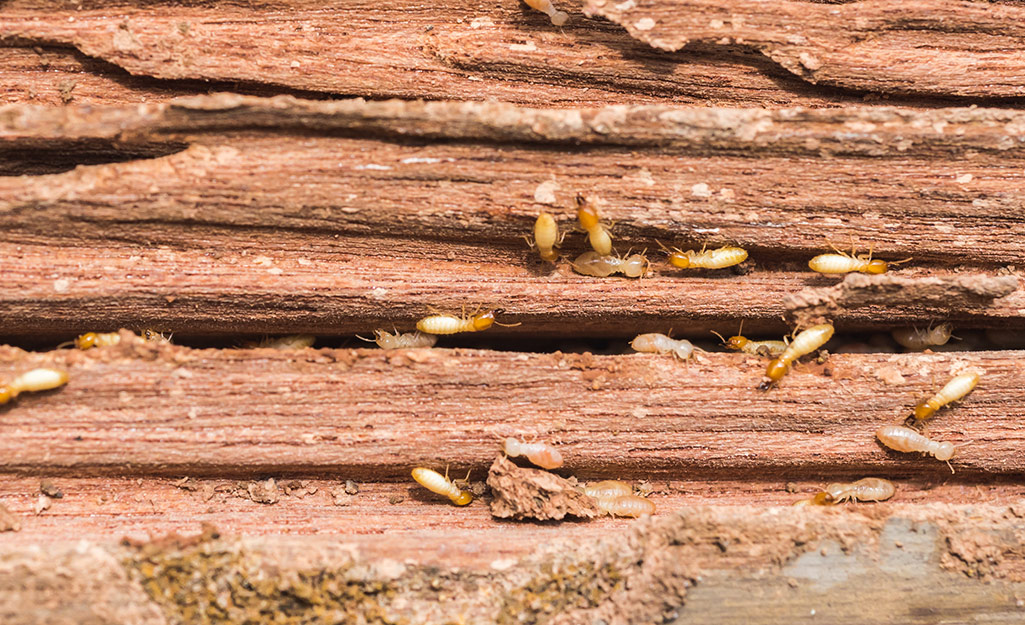 Anthem AZ termite control
