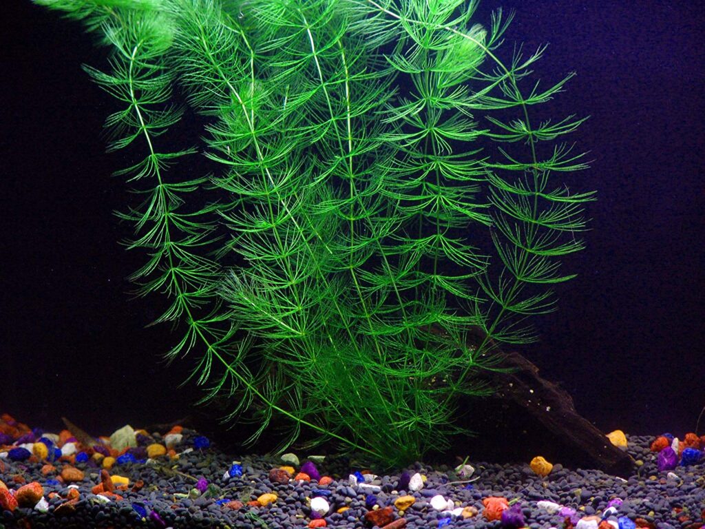 aquarium plants